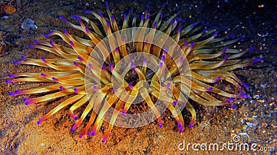 sea â€‹â€‹anemone Stock Photo